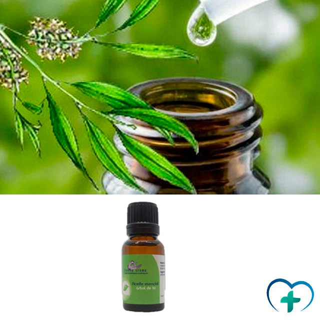 Huile Essentielle Arbre à Thé | Soin de la Peau et Thérapeutique – Image 3